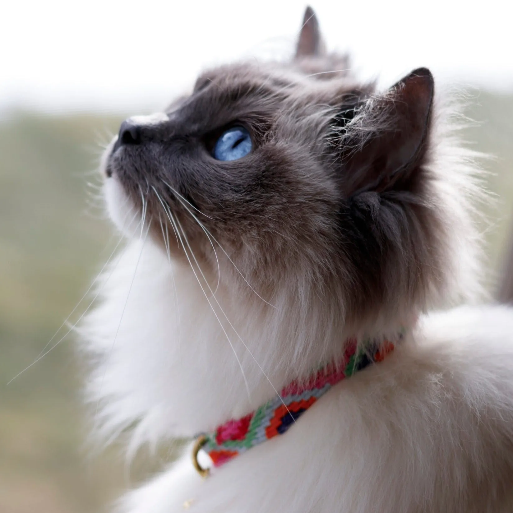ATWCW At the Beach Maui - Mayan Artisan-Handmade Pet Leash