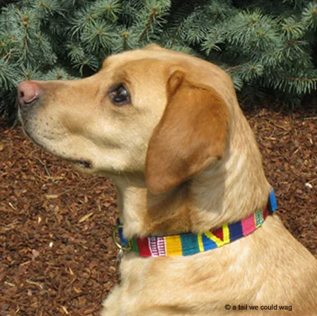 ATWCW Block Island Blue Fog - Mayan Artisan-Handmade Dog Collars