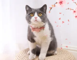 Cat Collar