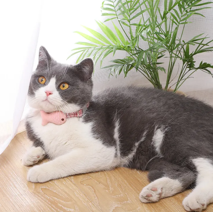 Cat Collar