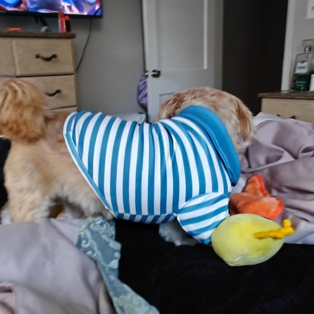 Cute Dog Clothes Striped Dog Polo Shirts Cute Sweater Puppy Clothes Gentle Sweater Pet Clothes for Small Medium Large Dogs Cats (Blue Stripe, Medium Size for 5.5-8.5lb Pets)