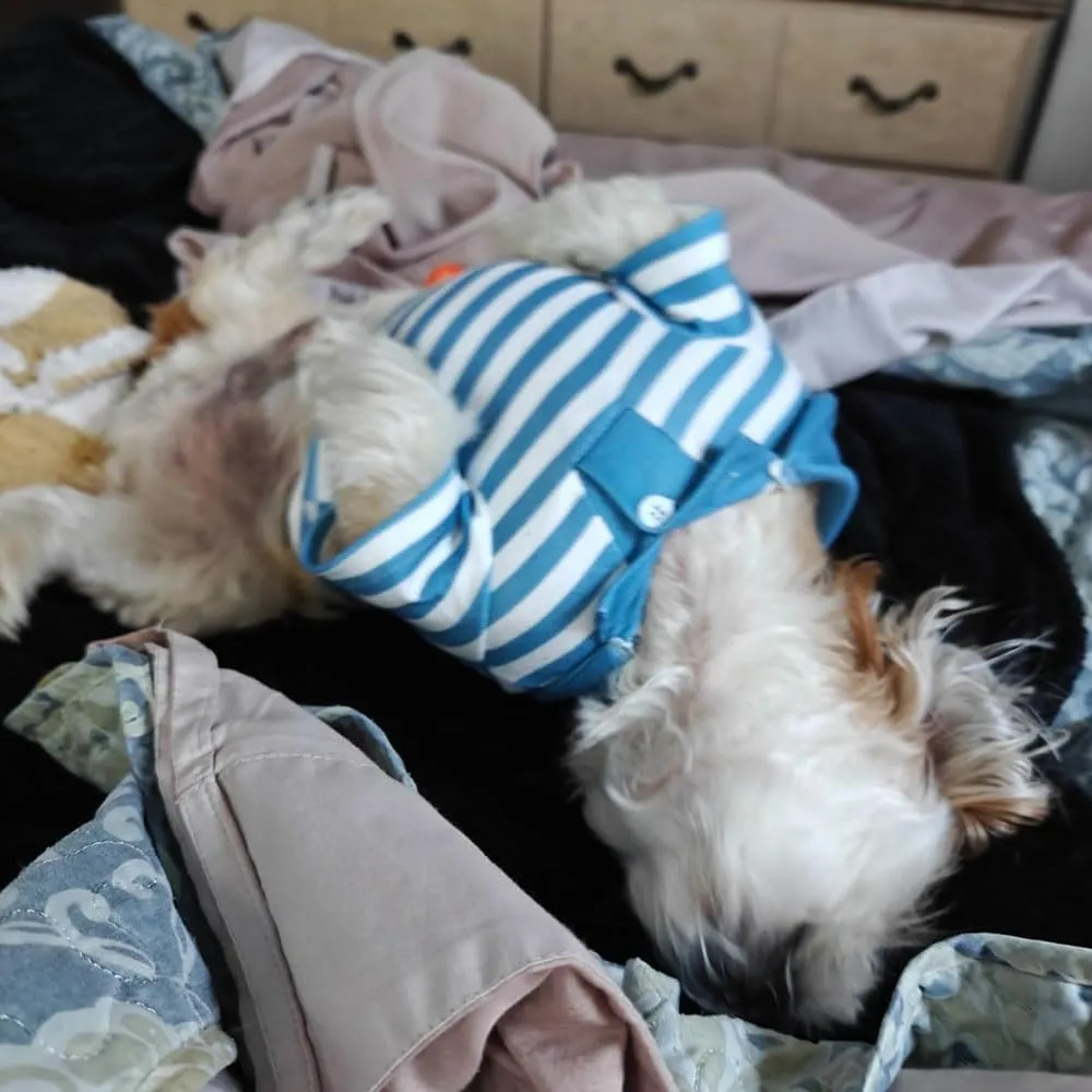 Cute Dog Clothes Striped Dog Polo Shirts Cute Sweater Puppy Clothes Gentle Sweater Pet Clothes for Small Medium Large Dogs Cats (Blue Stripe, Medium Size for 5.5-8.5lb Pets)