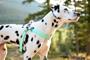 PREMADE COLLECTION - Seafoam & Pastel Purple Biothane Dog Harness
