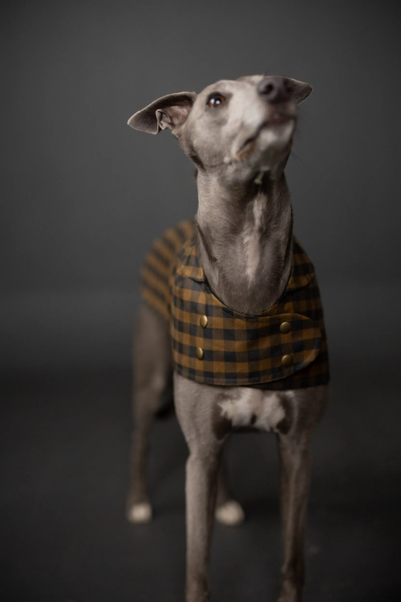 The Barka Dog Coat