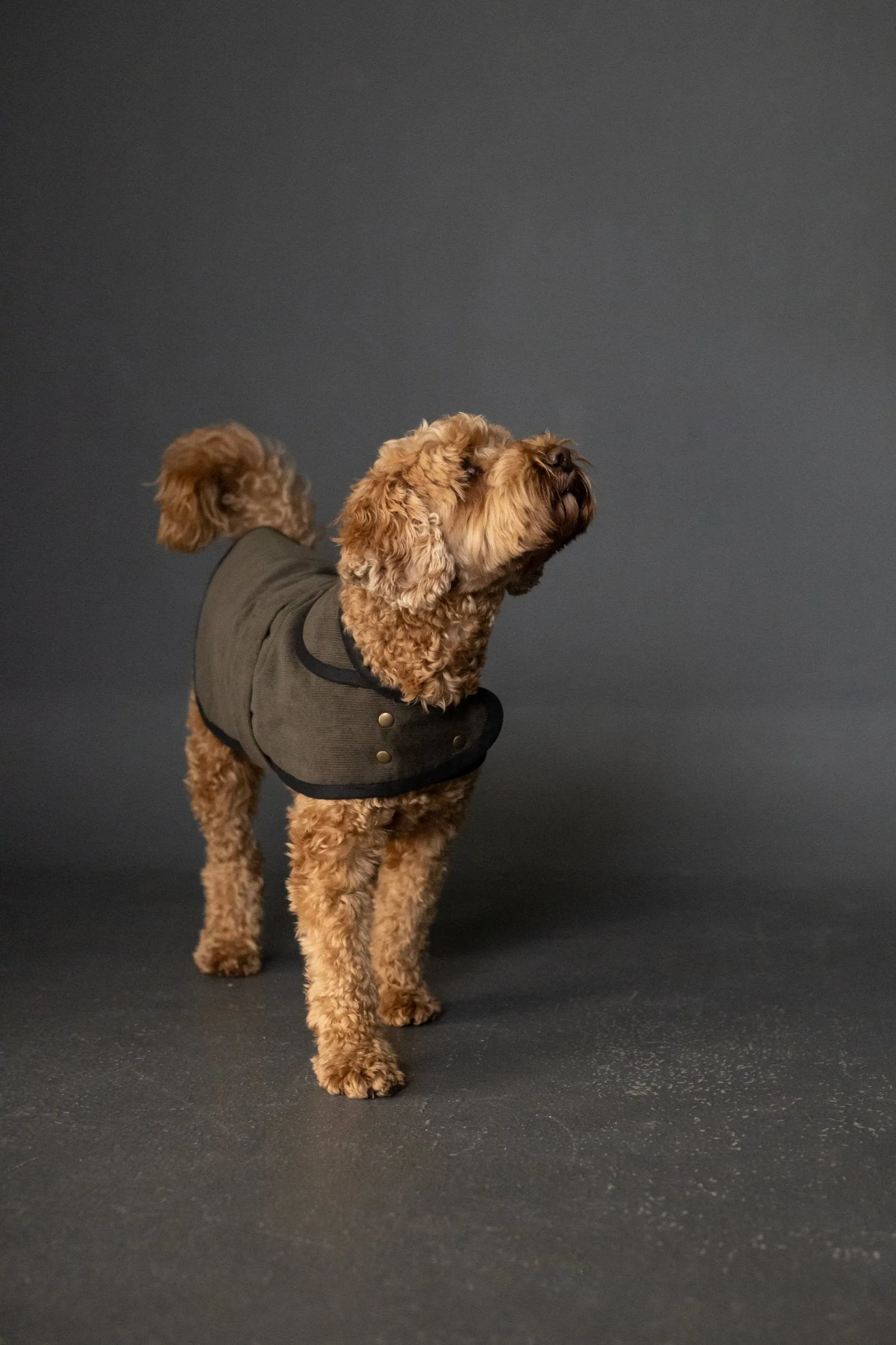 The Barka Dog Coat