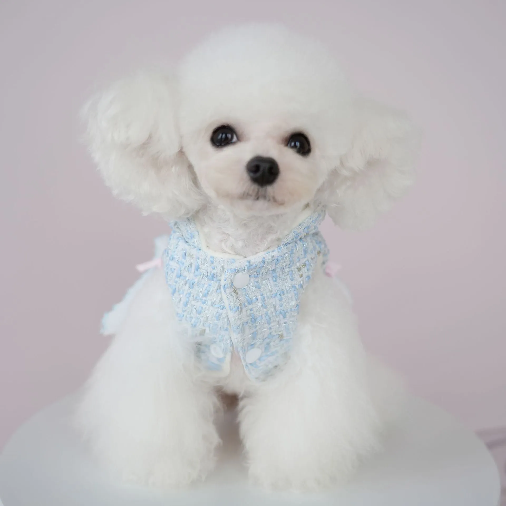 Warm Woollen Sweet Hooded Dog Dress Jacket