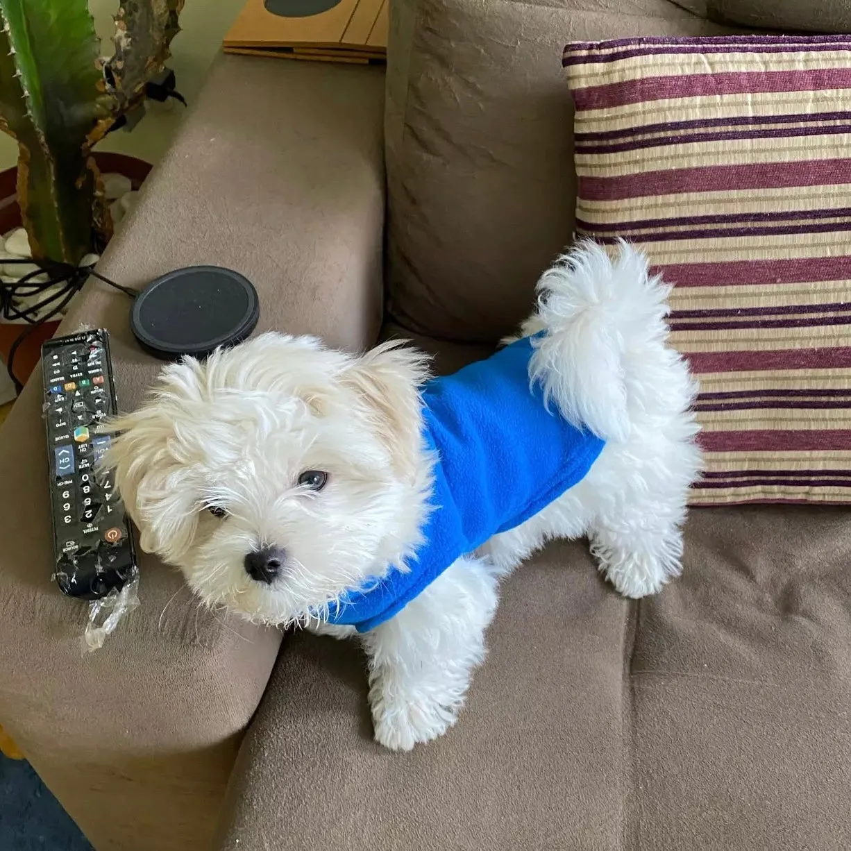 Winter Fleece Dog Cat Jacket Vest
